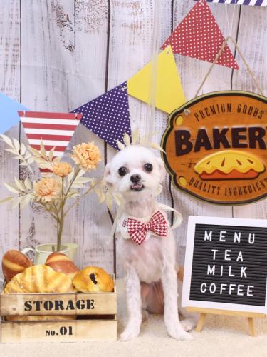 20240922きなこちゃん